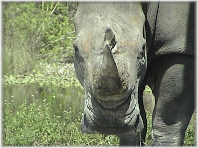 WHITE RHINOCEROS 0160